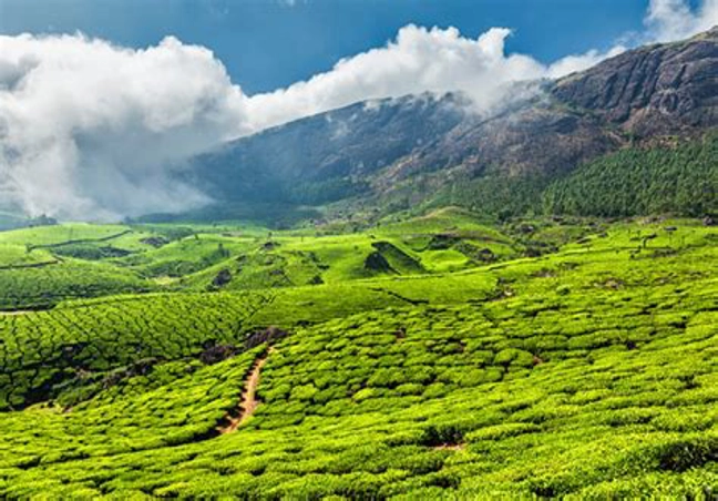 Munnar Honeymoon Tour