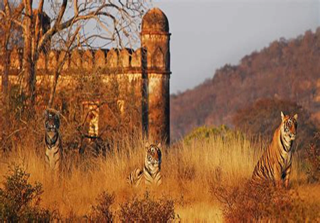 RANTHAMBORE TOUR PACKAGE