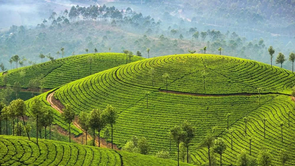 Munnar