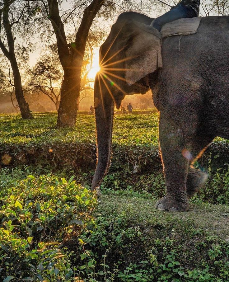 manas wildlife centuary