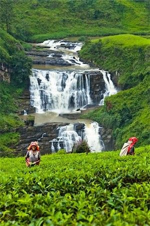 Srilanka Tea Plantaion