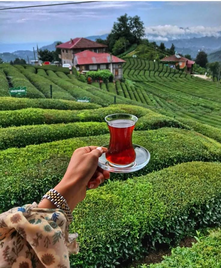 Shillong Tea Garden