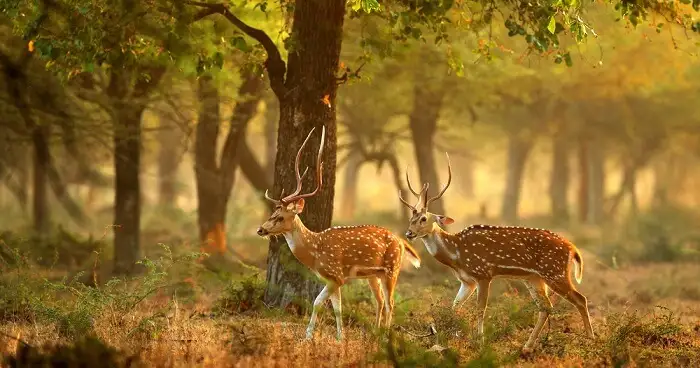 bhagwan mahavir wildlife sanctuary